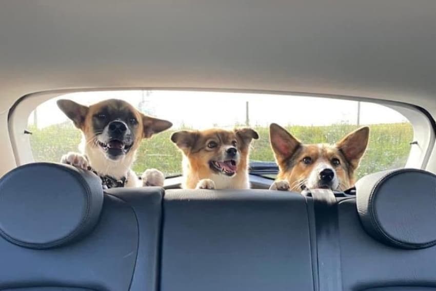 Pas ne želi da skoči u auto – da li treba da brinem?