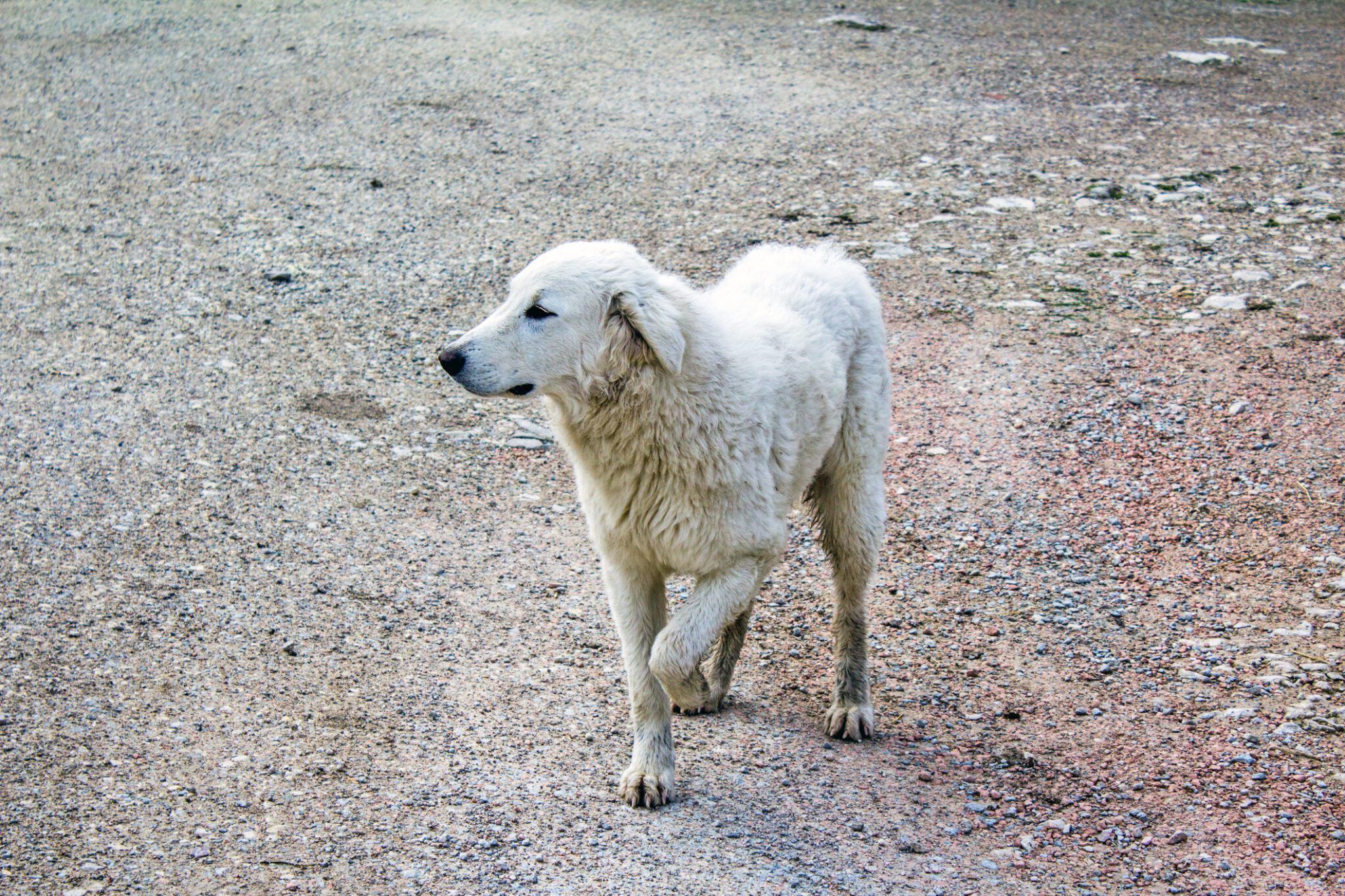 Šepanje kod psa – kako prepoznati promene u načinu kretanja vašeg psa