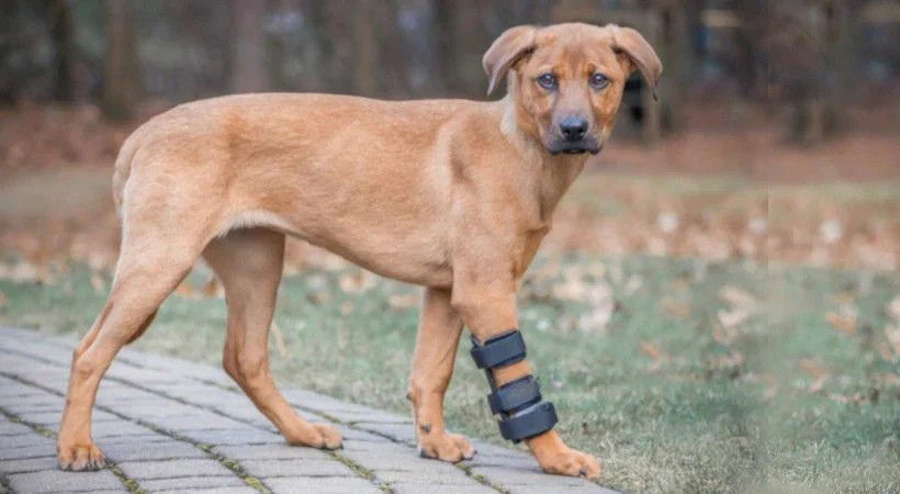 Pas je odjednom počeo da šepa – da li je nešto zapelo u šapi?