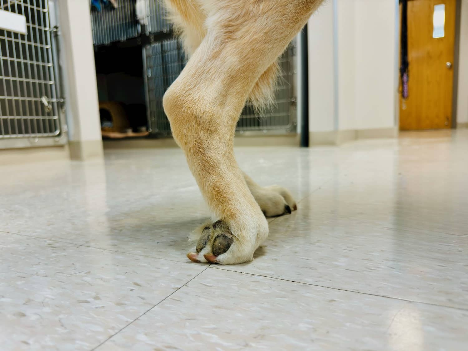 Podvijanje šape kod psa – na šta vlasnik treba da obrati pažnju