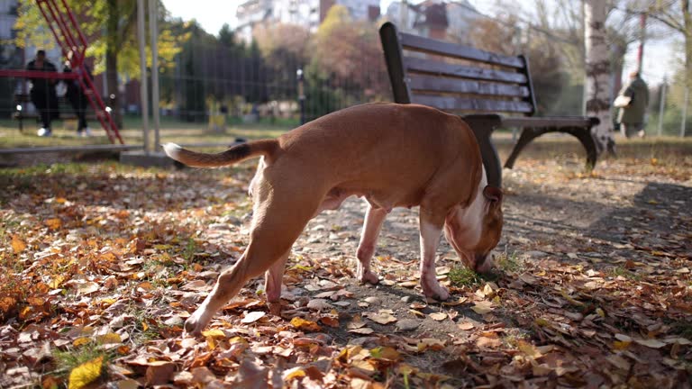 Šepanje zadnje noge kod psa – kada je često u pitanju koleno?
