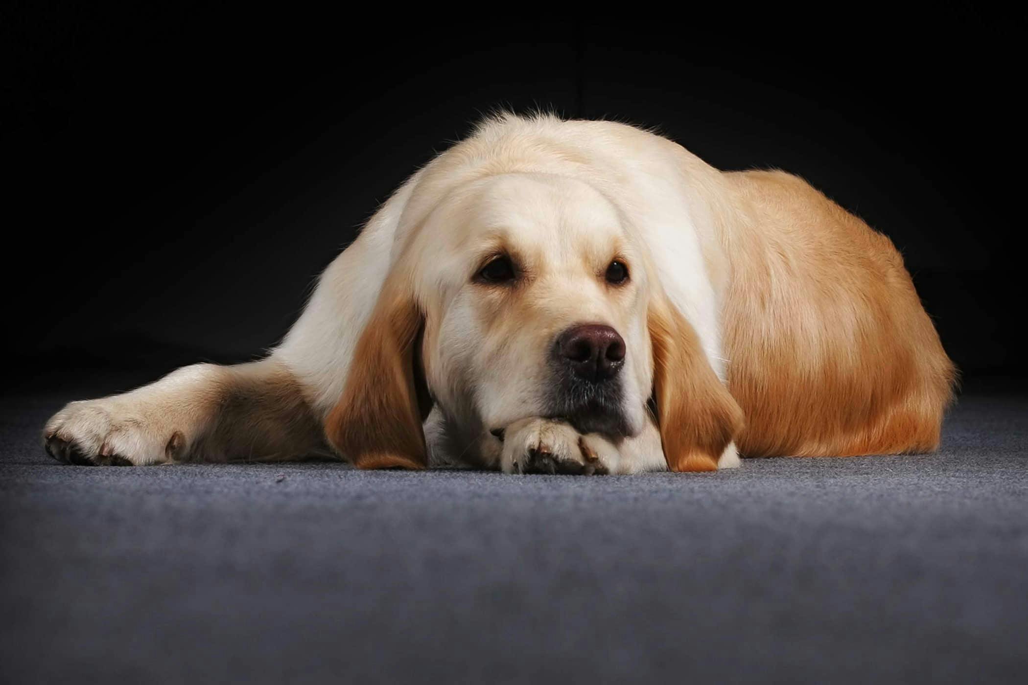 Pas se nesigurno kreće po glatkom podu – na šta treba obratiti pažnju?