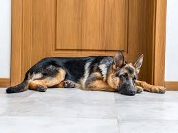 Pas nevoljno leže – na šta treba obratiti pažnju?